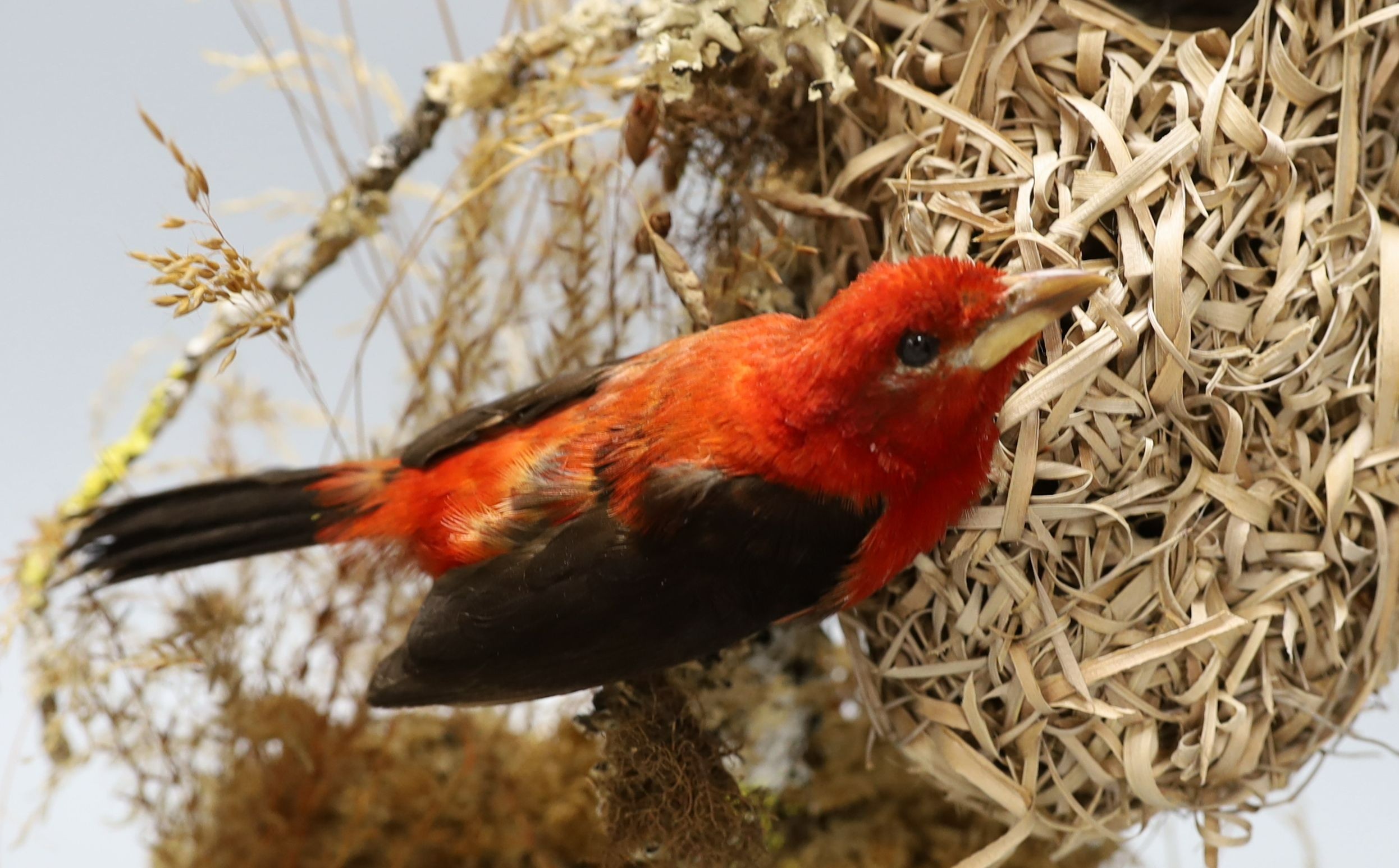 A taxidermic scarlet tanager under glass dome, 41cm